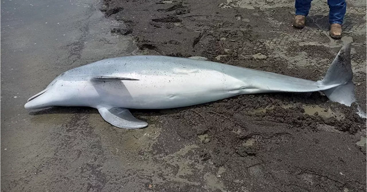 Officials offer $30,000 reward in case of young dolphin found shot to death on Louisiana beach