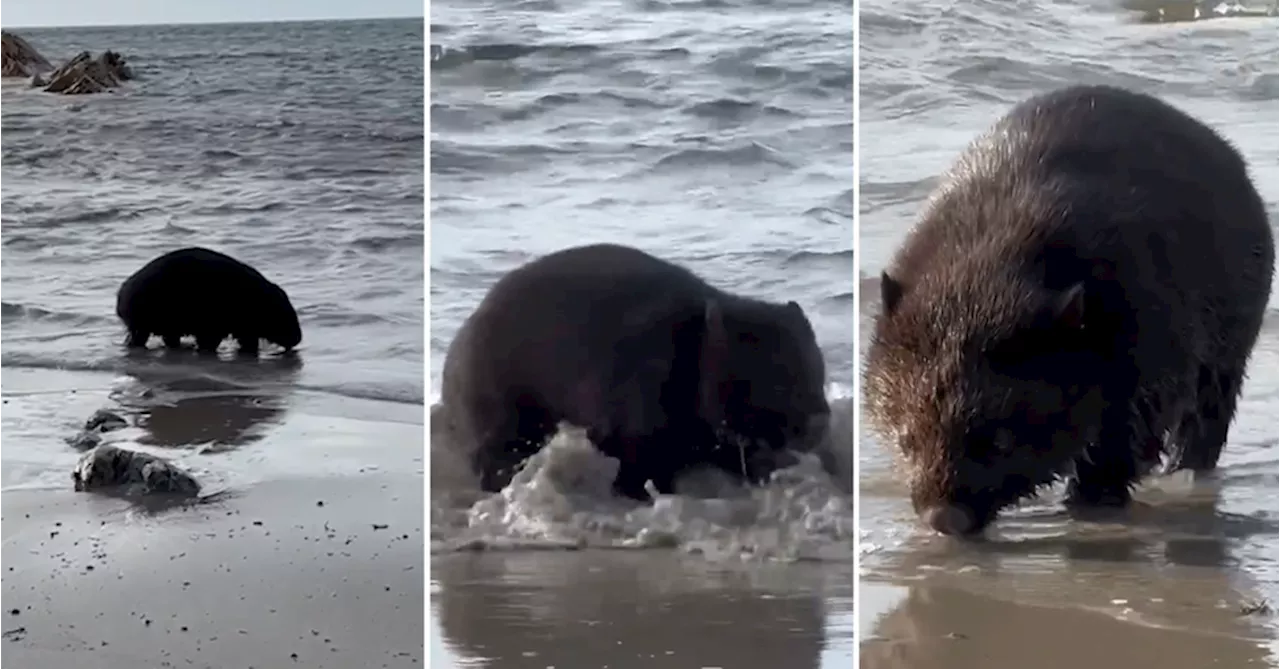 'Unusual' footage shows wombat wading at Tasmanian beach