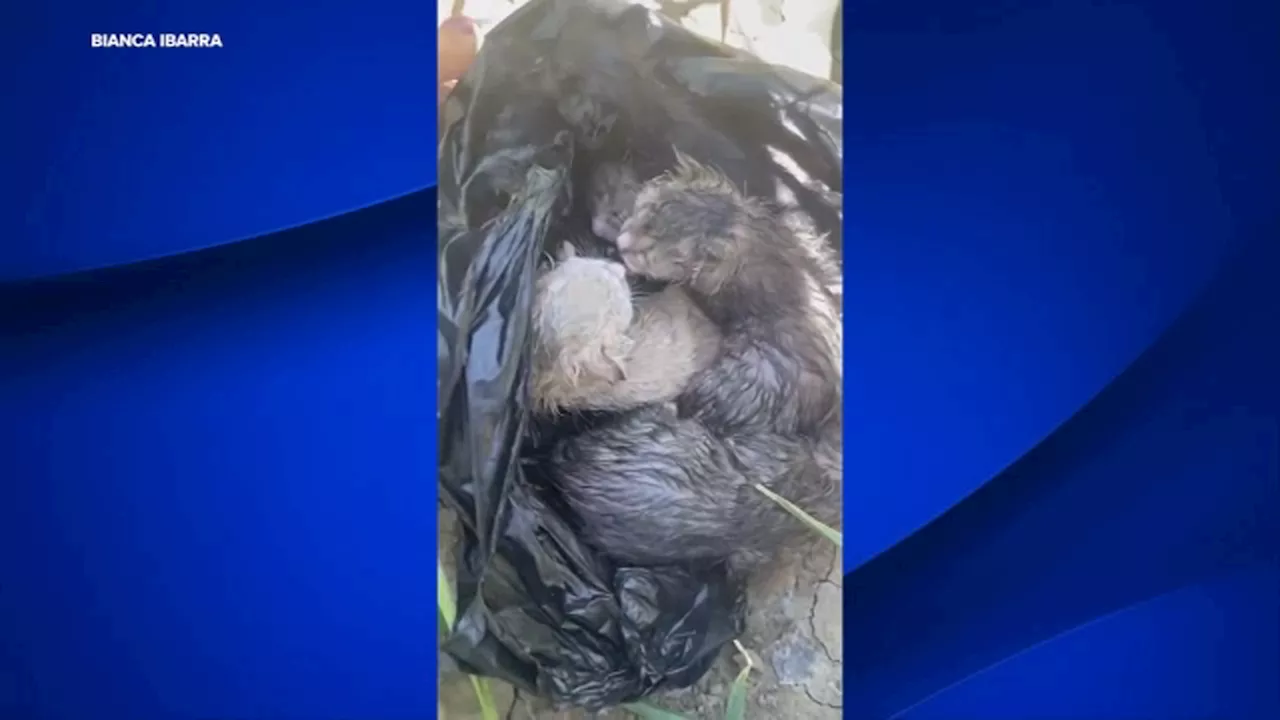 3-week-old kittens rescued after being dumped in plastic bag in California field