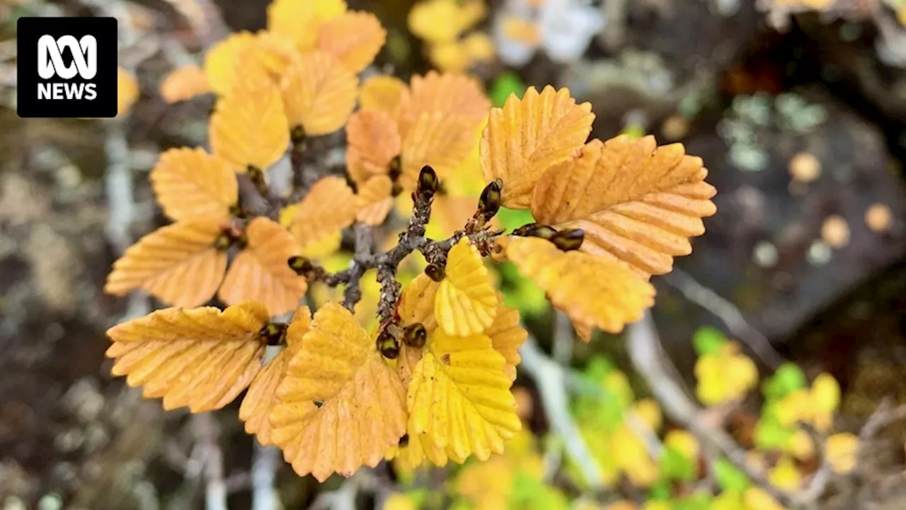 Cold climate deciduous tree, the fagus, puts on annual winter show for sightseers in Tasmania