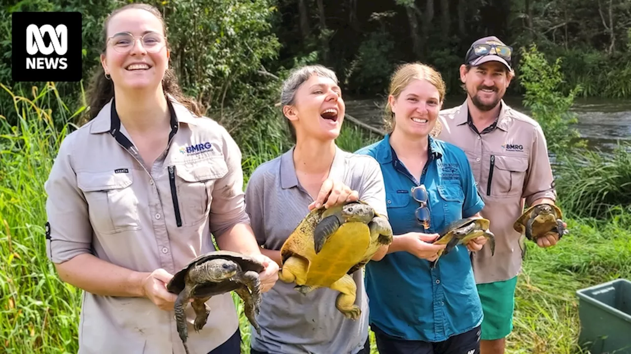 Mary River's rare, endangered species numbers are falling, but scientists aren't giving up