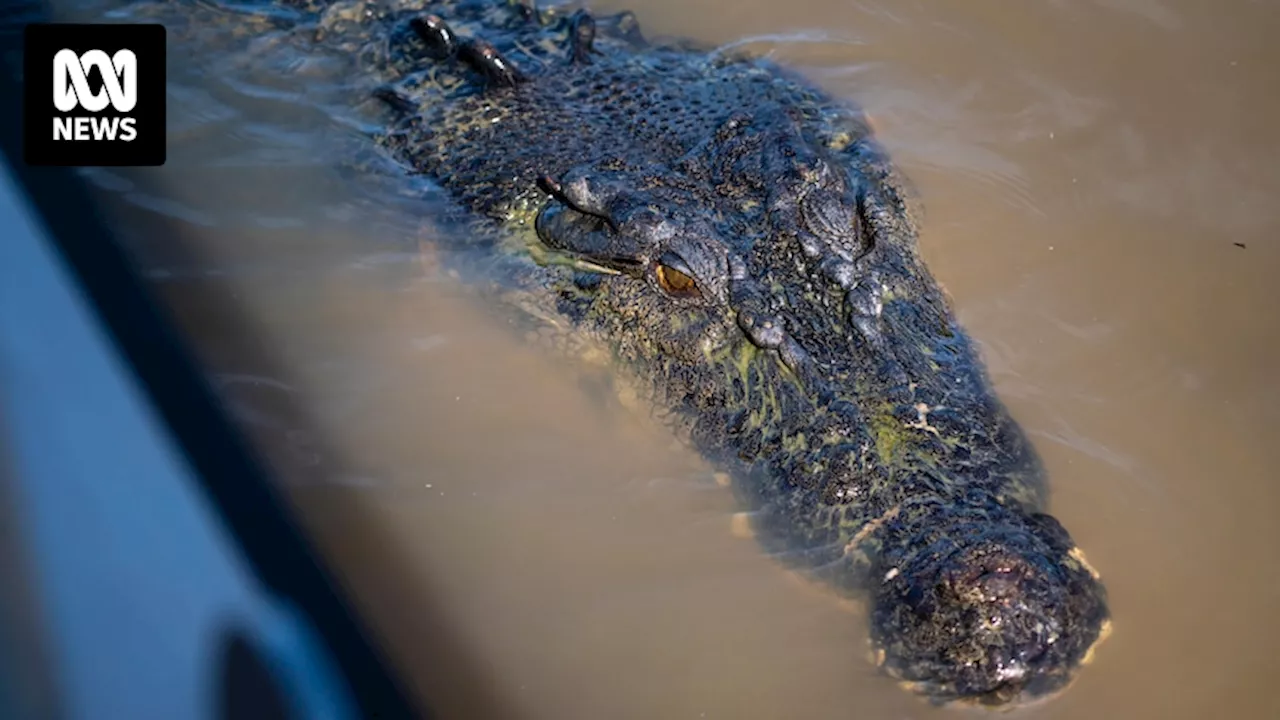 NT government unveils new saltwater crocodile management plan, stops short of mass culls