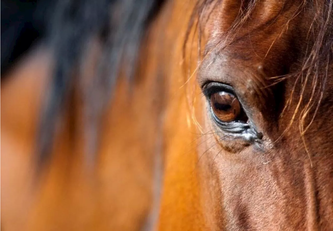 Maltraitance animale en Loire-Atlantique : l'ex-éleveuse condamnée | L'Éclaireur de Châteaubriant