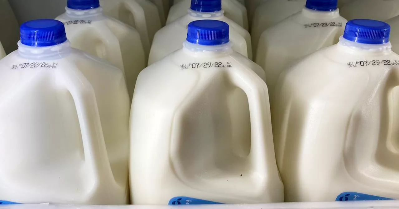 Bird flu virus found in grocery milk as officials say supply still safe