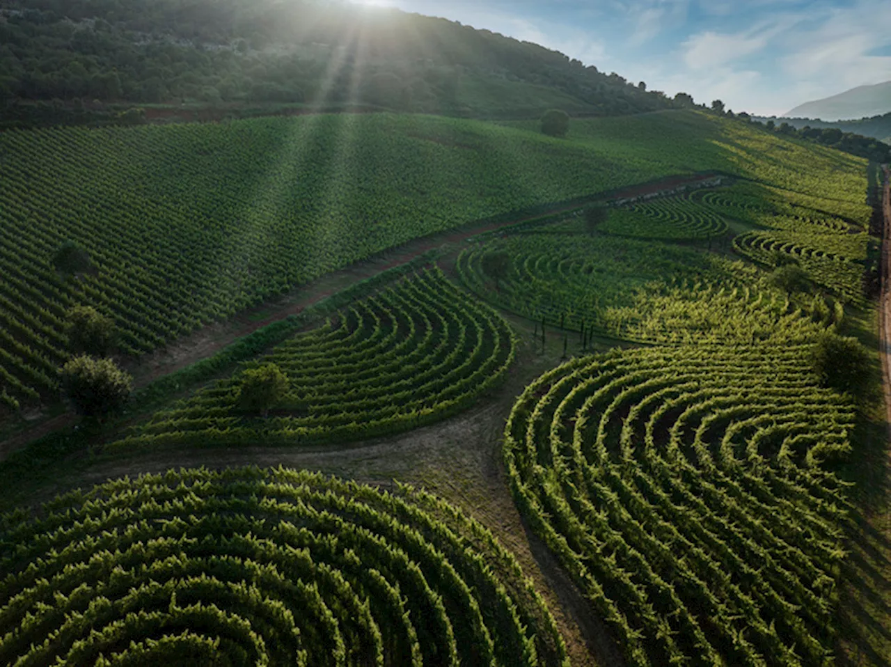 Il vigneto-labirinto più grande del mondo in azienda del Lazio