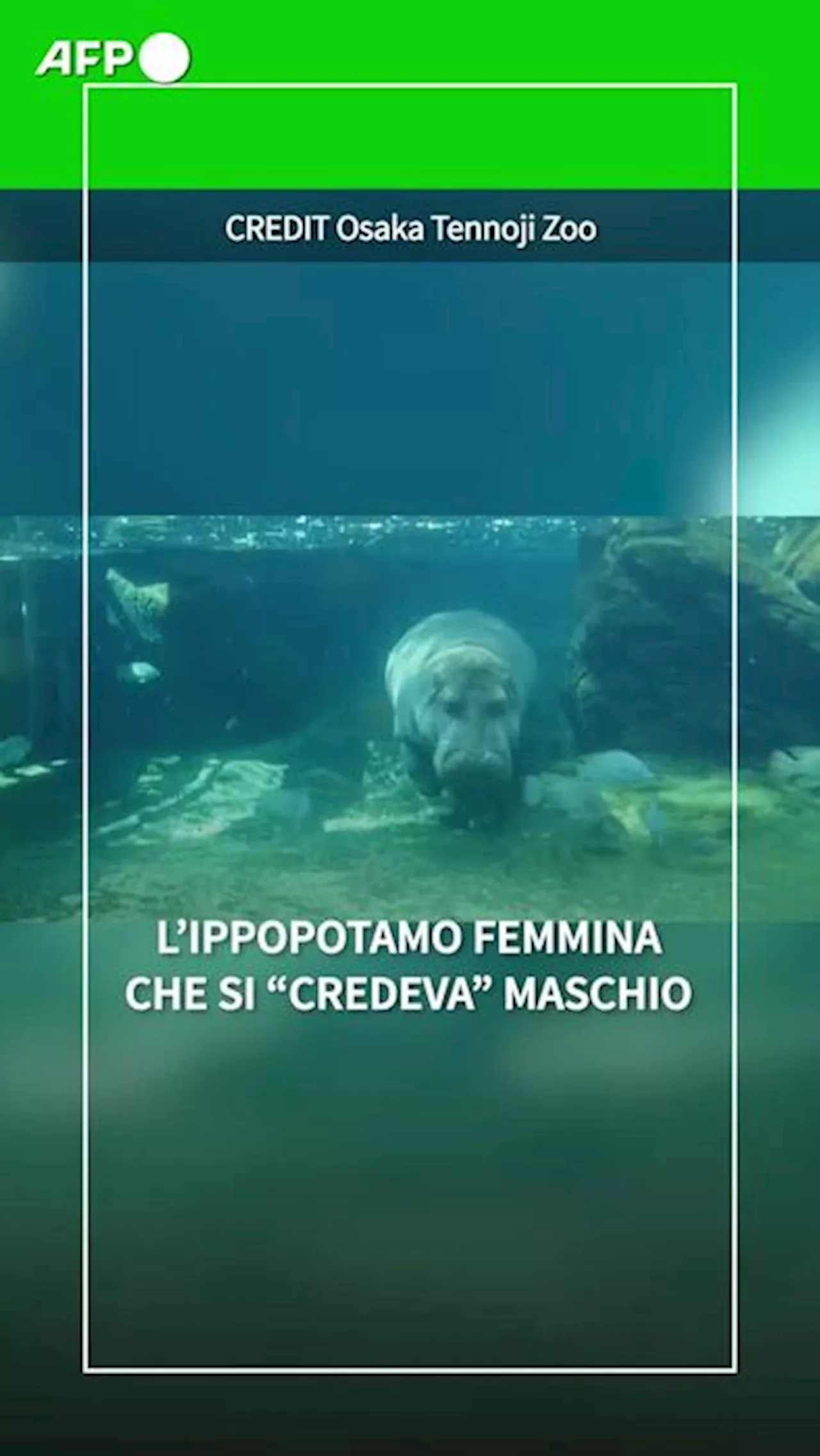 L'ippopotamo femmina che si 'credeva' maschio