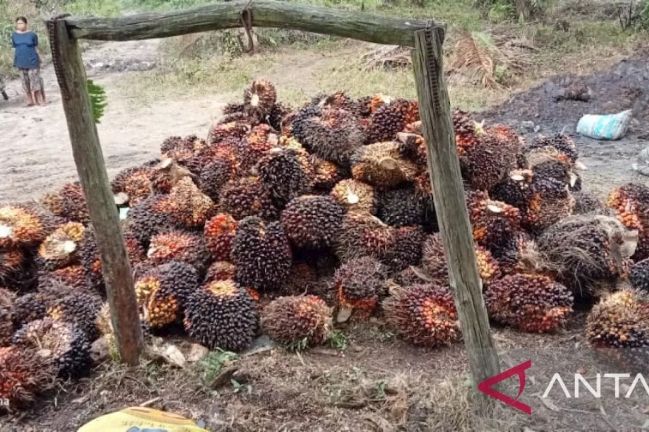 Apkasindo usulkan skema kemitraan bagi pabrik sawit tanpa kebun