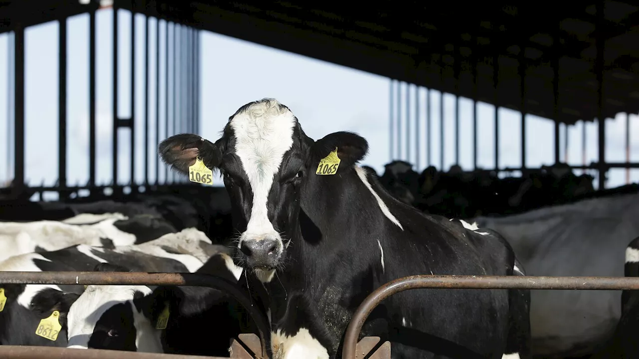 Remnants of bird flu virus found in pasteurized milk, FDA says