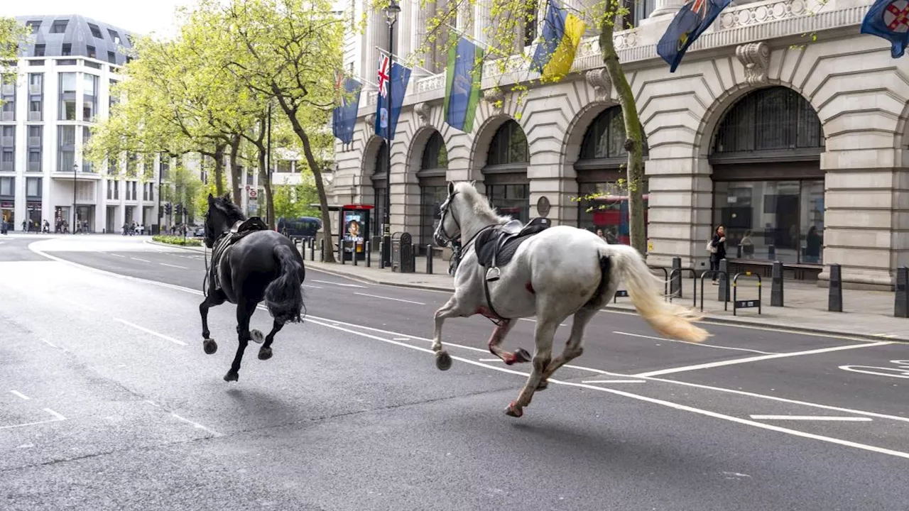 Huf-Alarm in London: Pferde galoppieren durch City