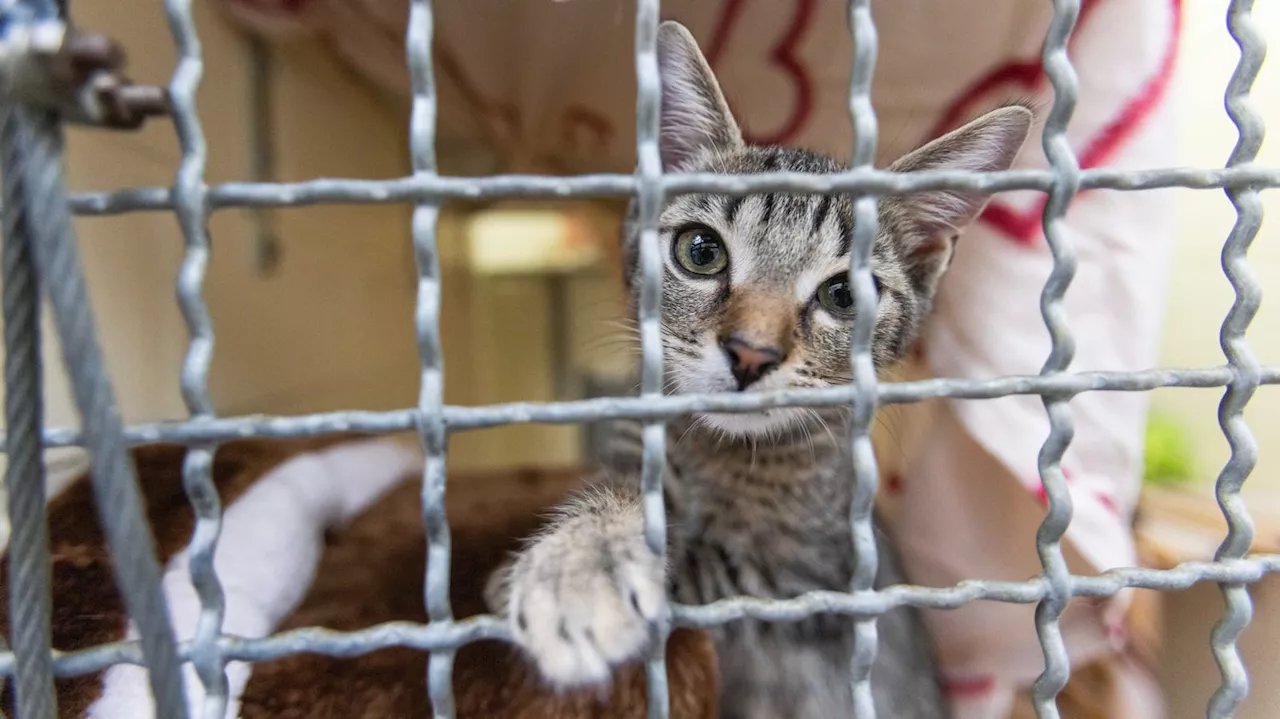 Katzen: Streuner vermehren sich rapide, Tierheime vor Überlastung und fordern Kastrationspflicht