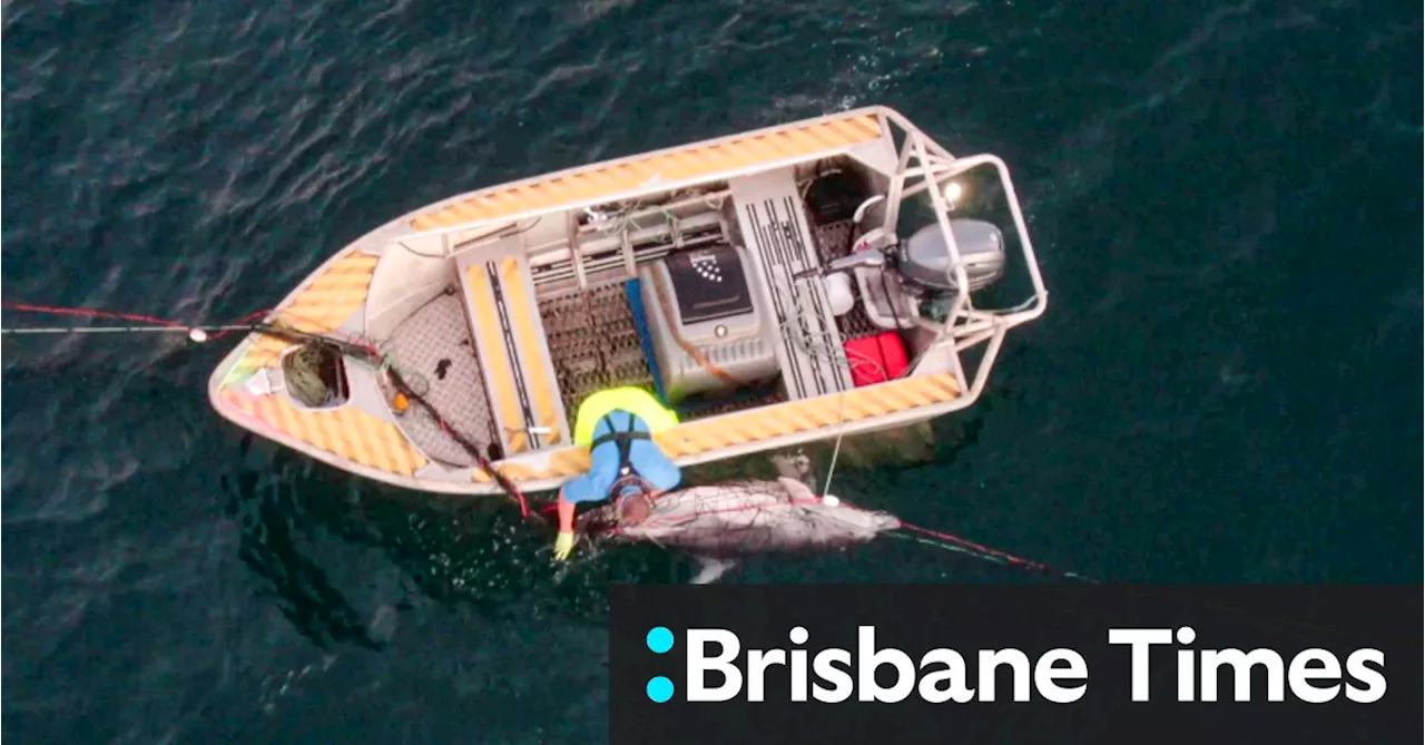 ‘Pointless killing’: Tangled dolphin at Bondi dies days before shark net removal