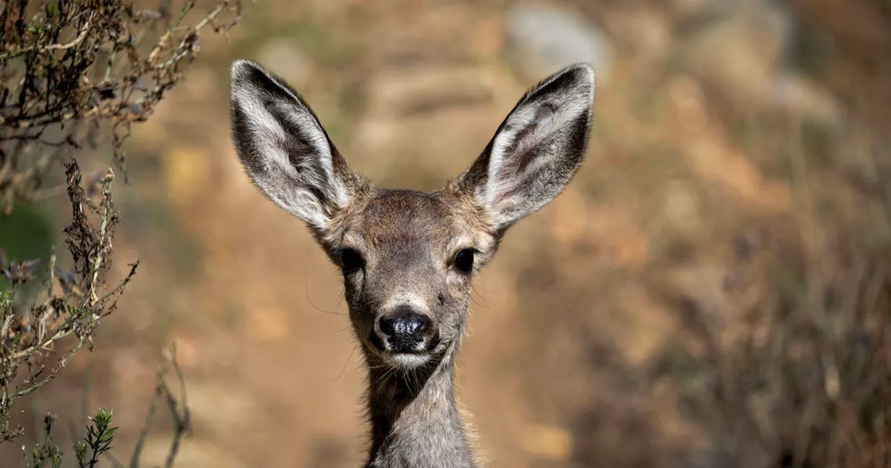 LA County Supervisors reject plan to shoot Catalina Island deer from helicopter