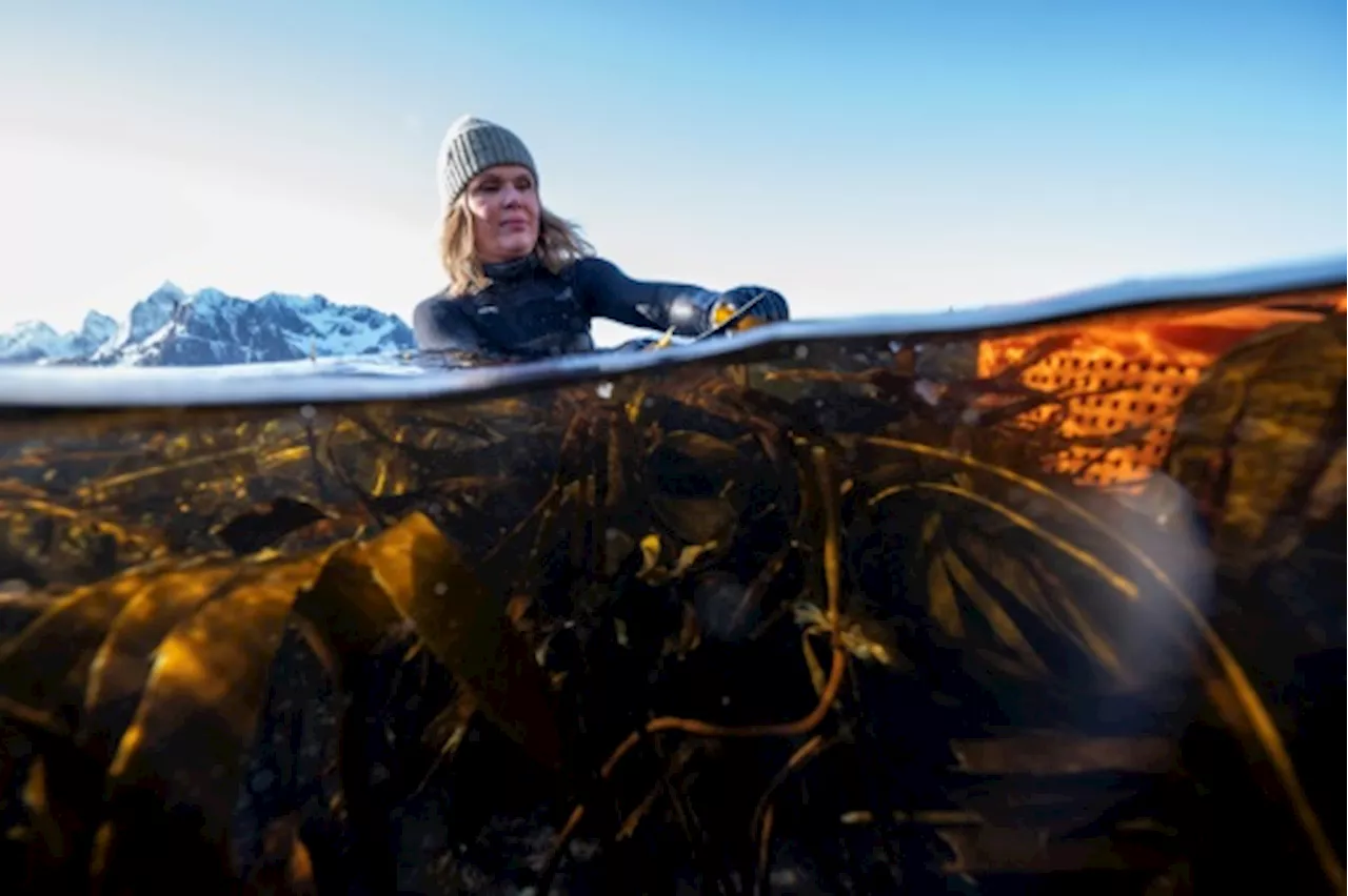 Dans le nord de la Norvège, les algues comme mets gastronomique