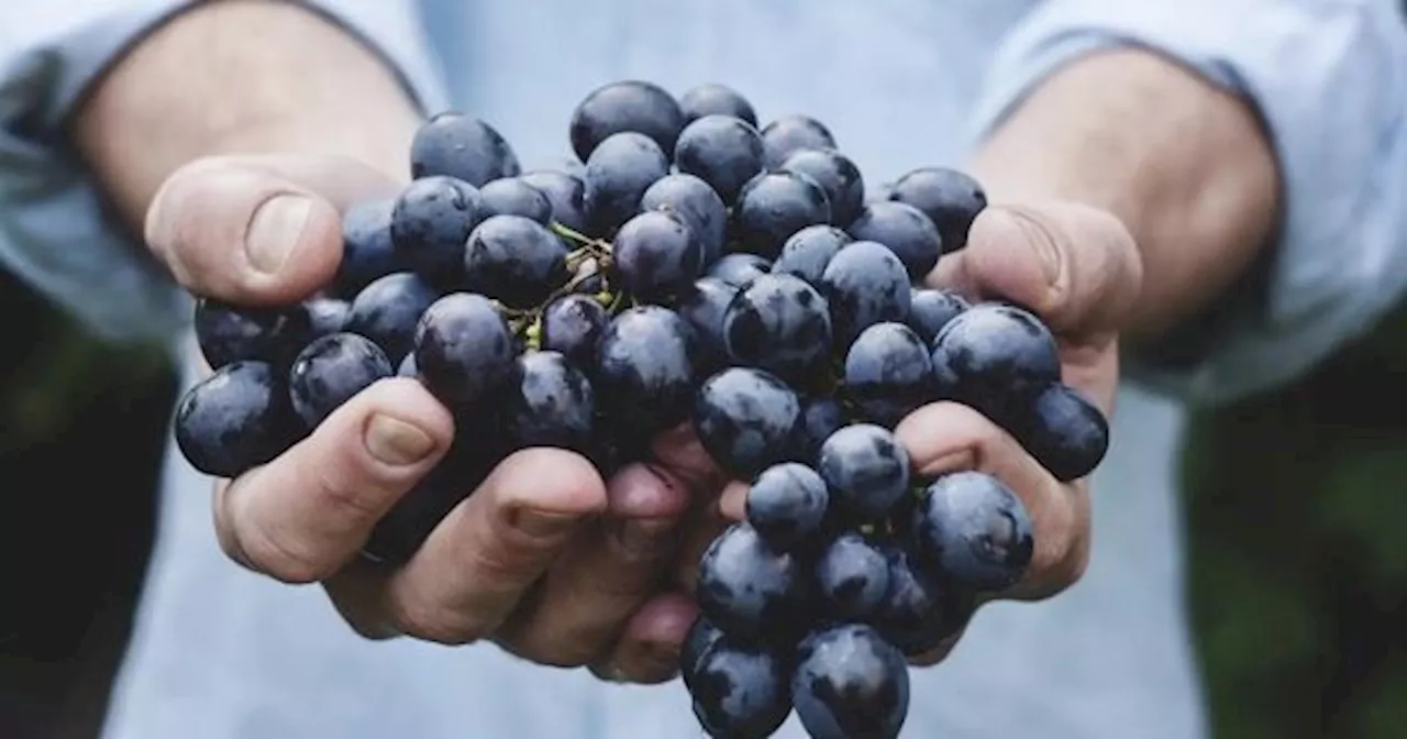 La fruta mágica: es un 'potente antioxidante', favorece la vista y ayuda a prevenir las cataratas