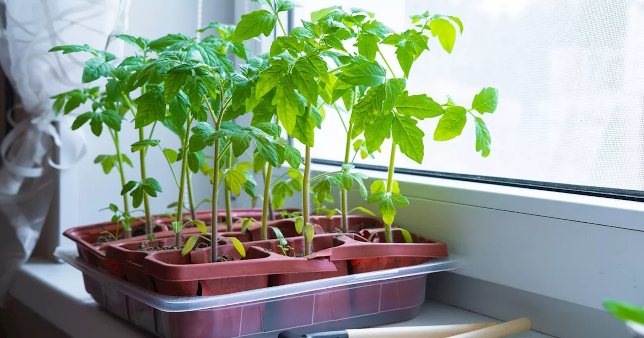 Gardener shares common tomato growing error to avoid for a 'much happier plant'