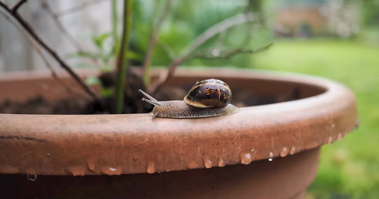 Gardening expert shares trick to deterring snails and slugs from your plants