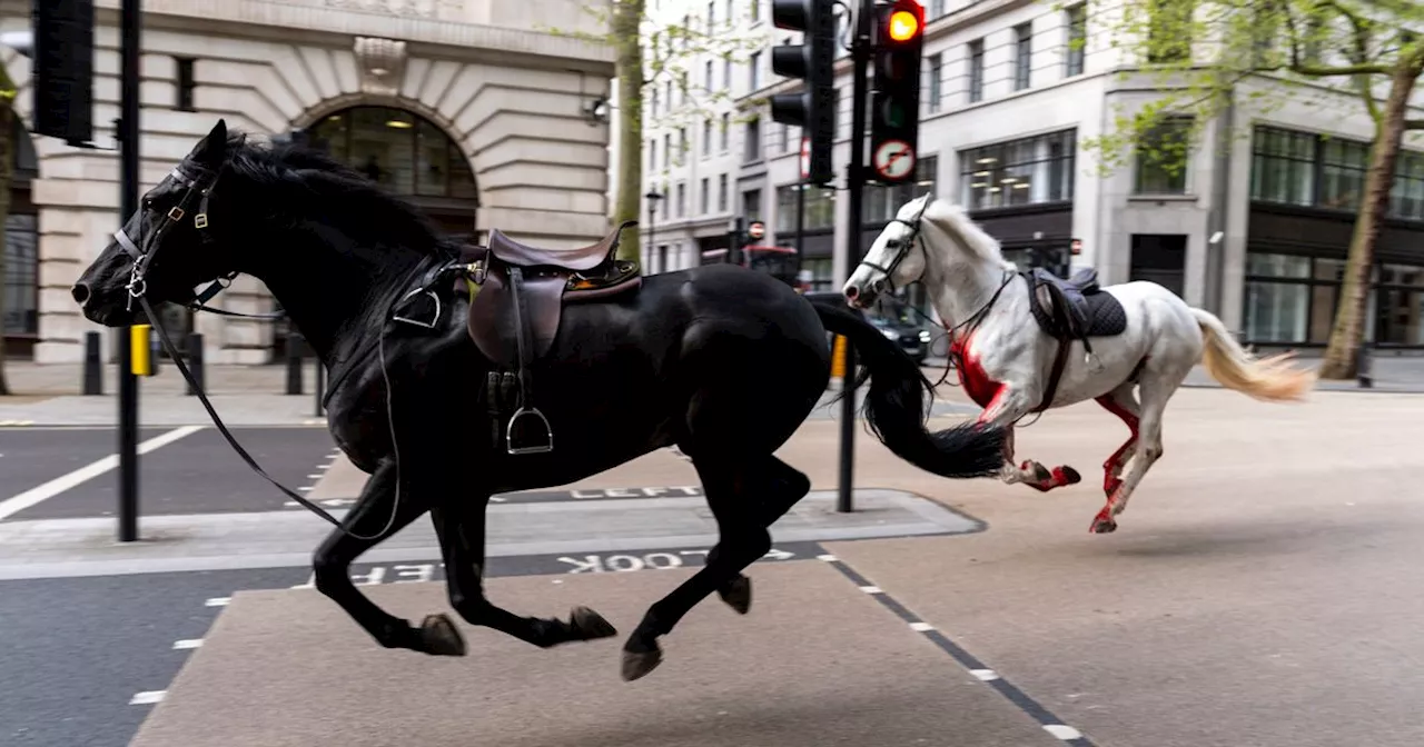 Horses rampage through London as one 'smashes into taxi' and soldier injured