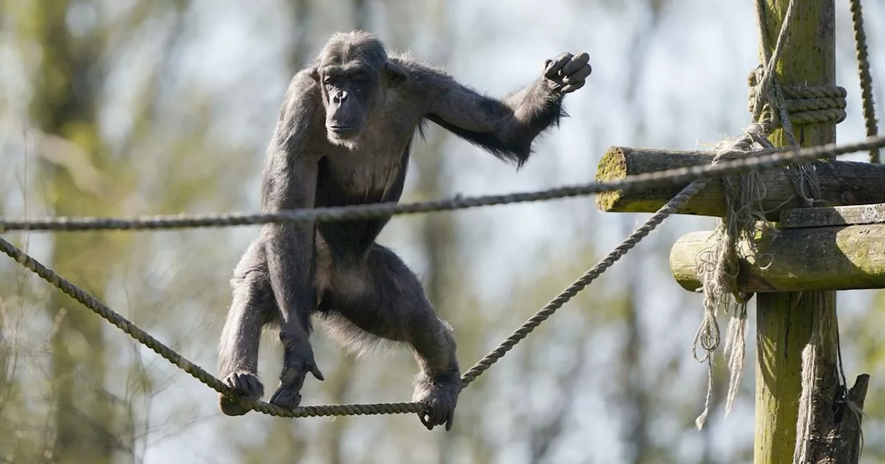 Scottish safari park welcomes first chimpanzee in eight years in adorable video