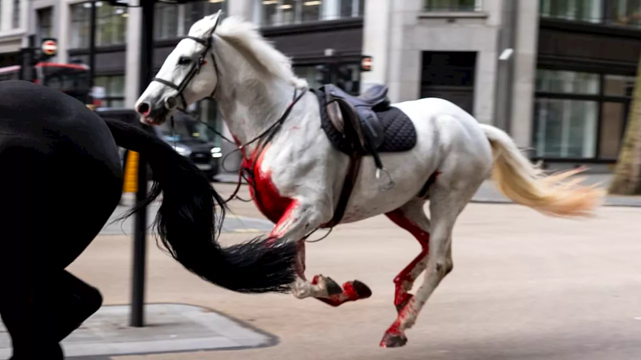 Five injured as escaped Household Cavalry horses bolt through London