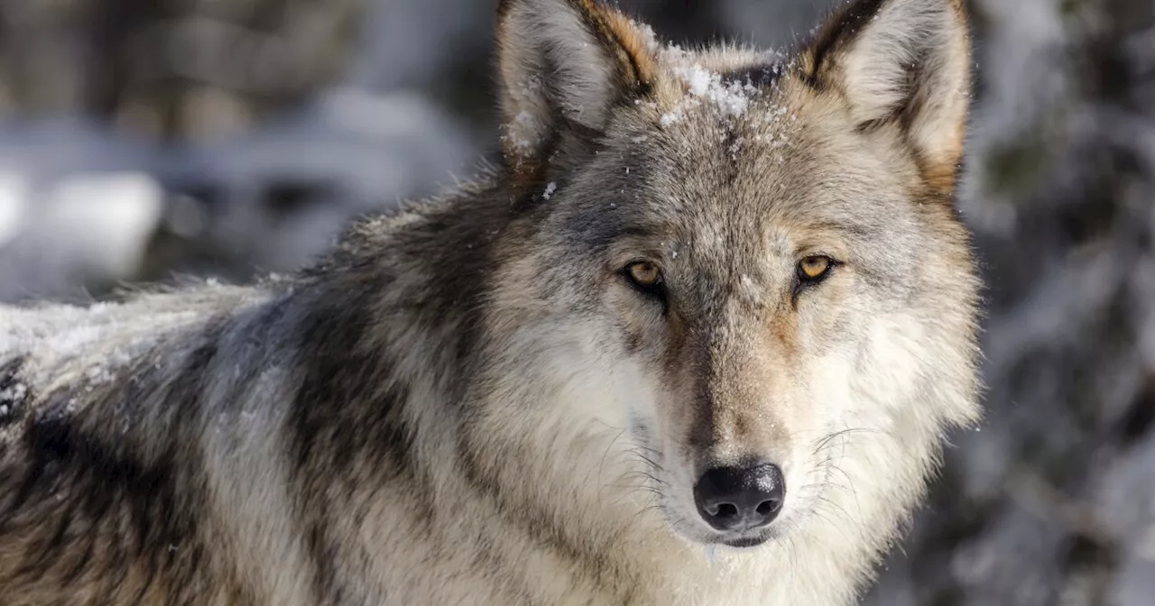 Gray wolf released by CPW in December 2023 found dead in Larimer County