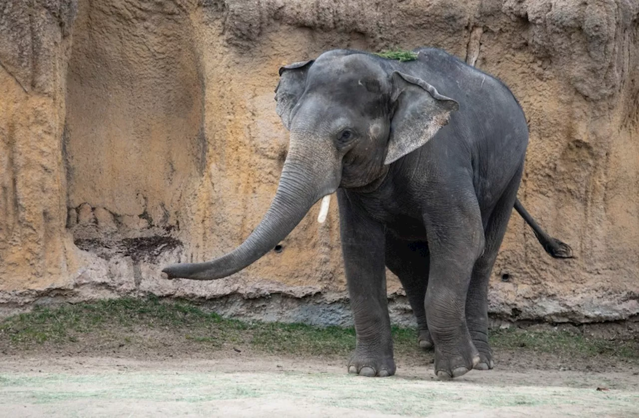 Good Luck, Chuck: Denver Zoo Swaps Elephants With Houston for Mating Purposes