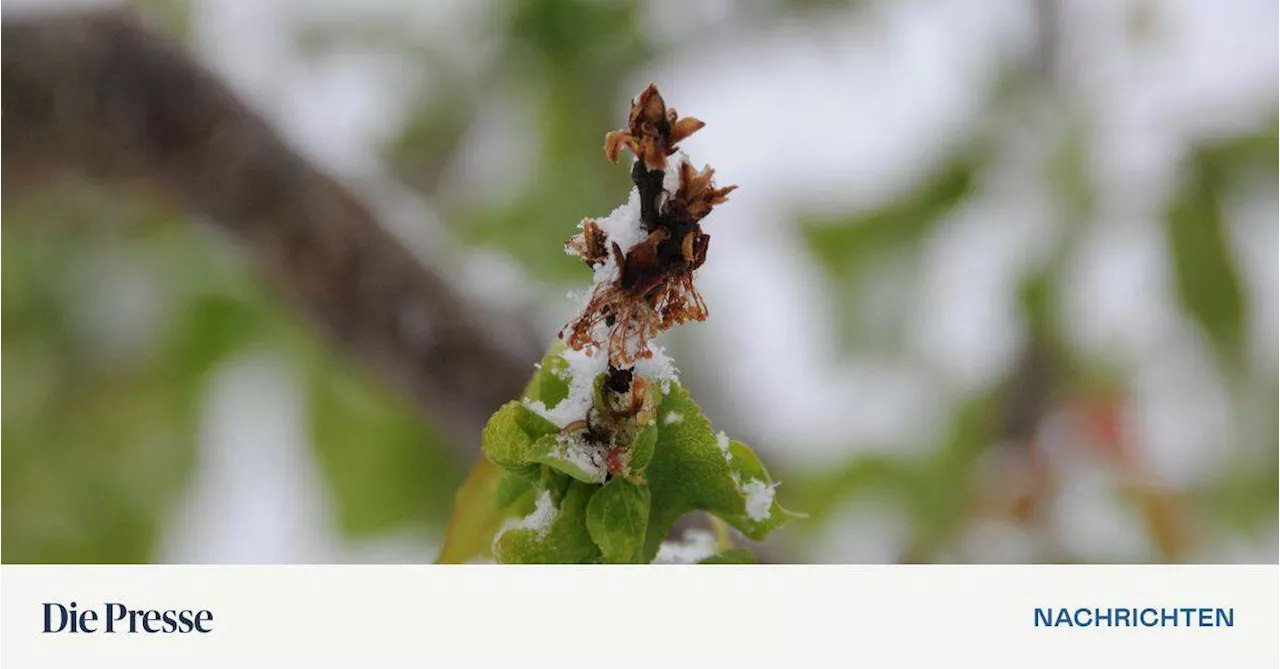 Marillen in der Wachau: „Der Schnee war kein Problem“