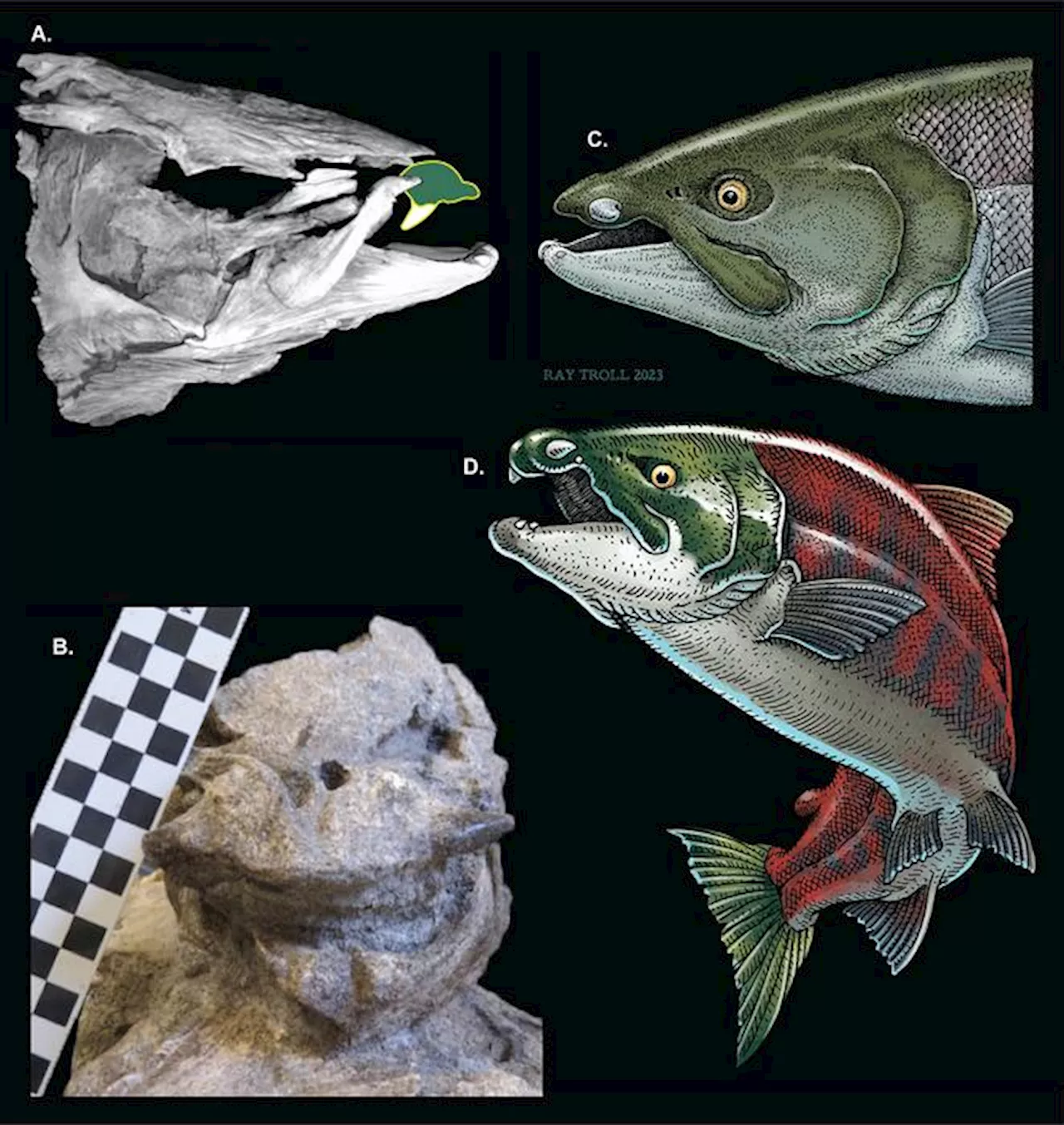 Ancient Salmon Resembles Aquatic Warthog, Not Saber-Toothed Fish