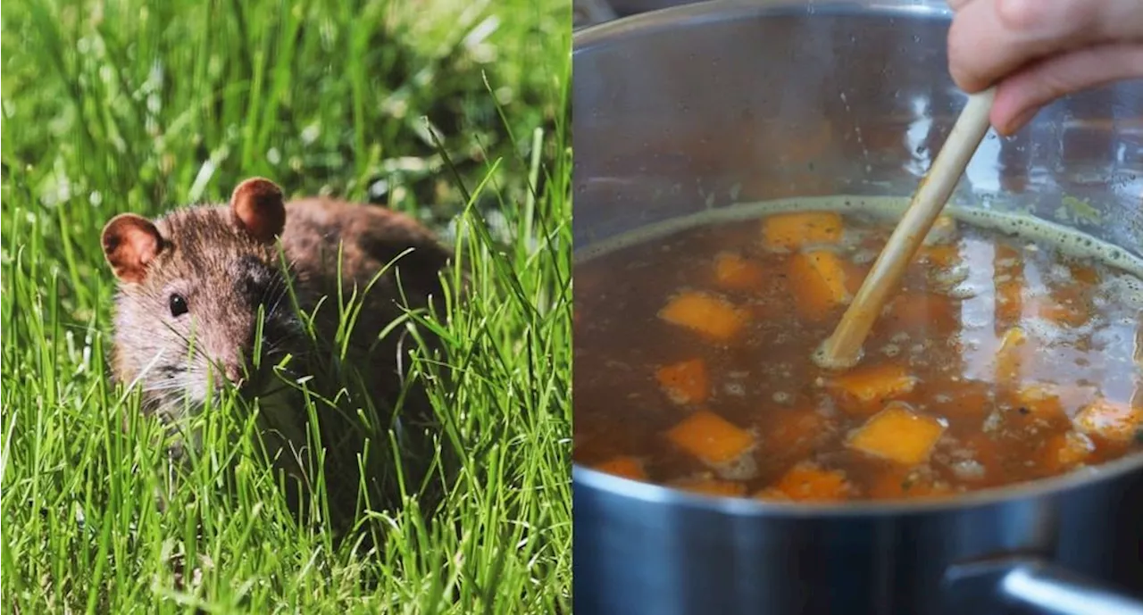 ¿A qué sabe? El caldo de rata y su tradición en México