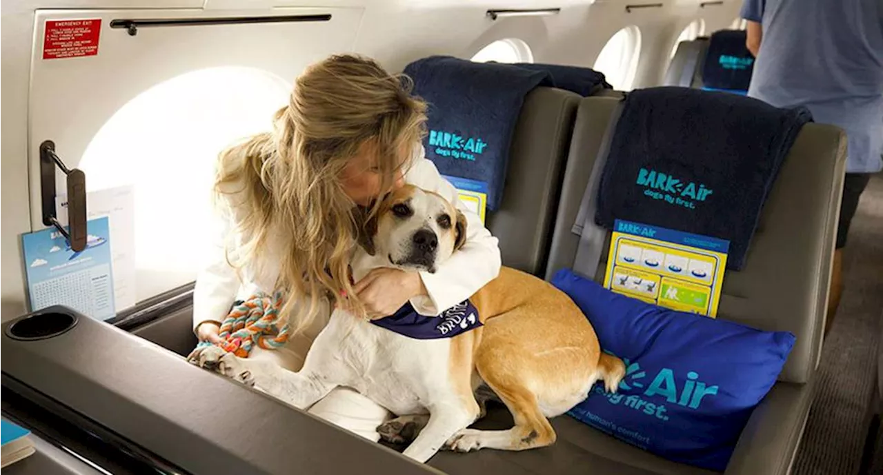 Estas son las aerolíneas más pet friendly del mundo