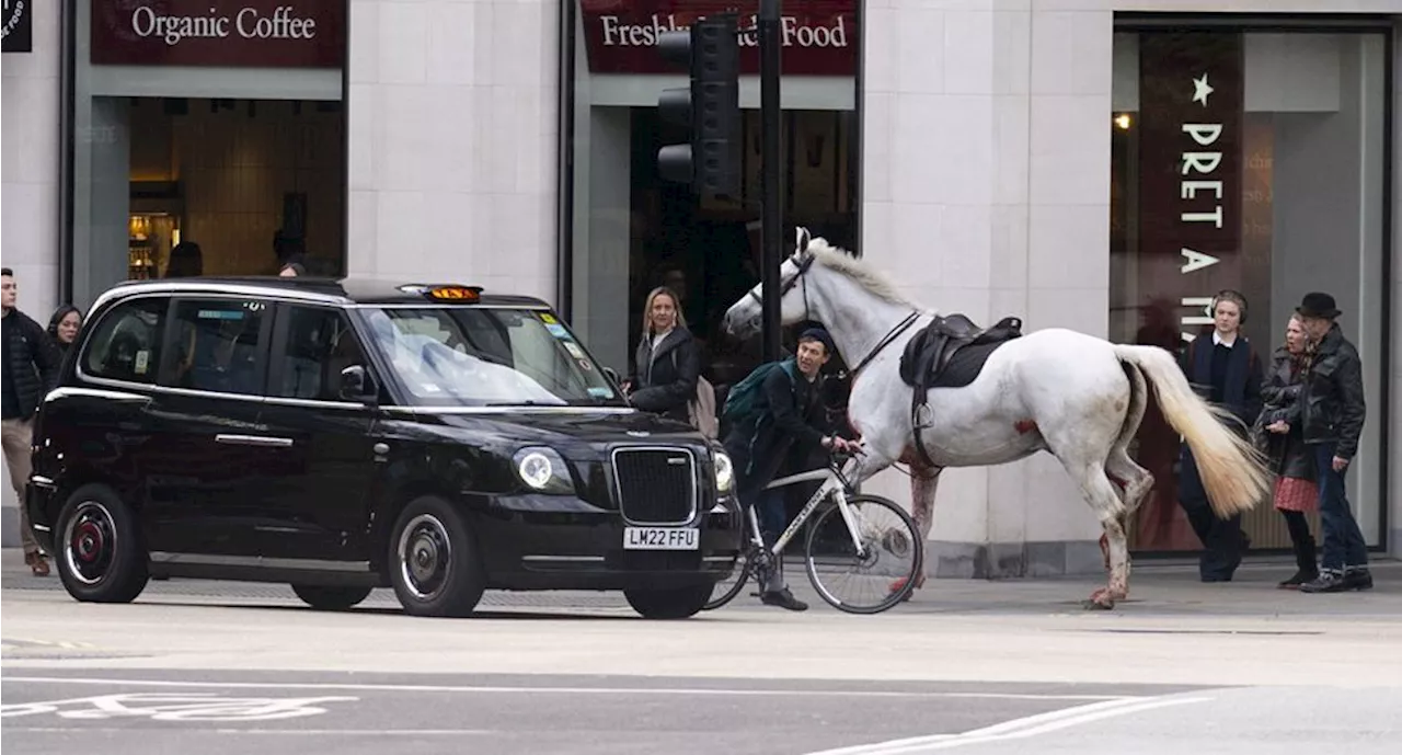 VIDEO: Caballos sueltos en Londres siembran el caos y hieren a 4 personas en pleno centro