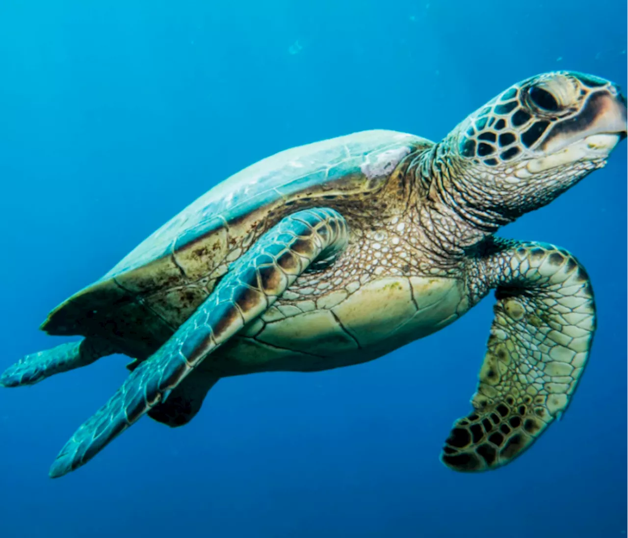 ¿Puede la IA ayudar a salvar una especie en peligro de extinción?