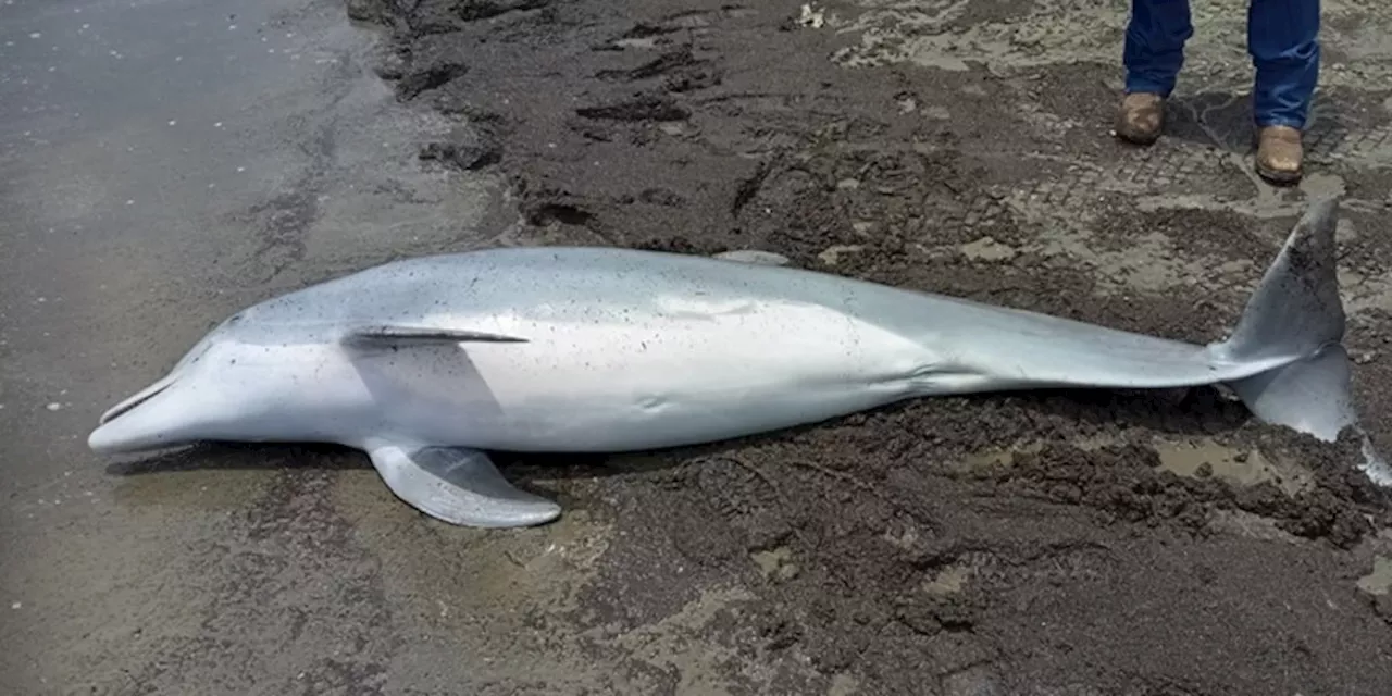 Dead dolphin found on shore with multiple bullet holes, investigators say