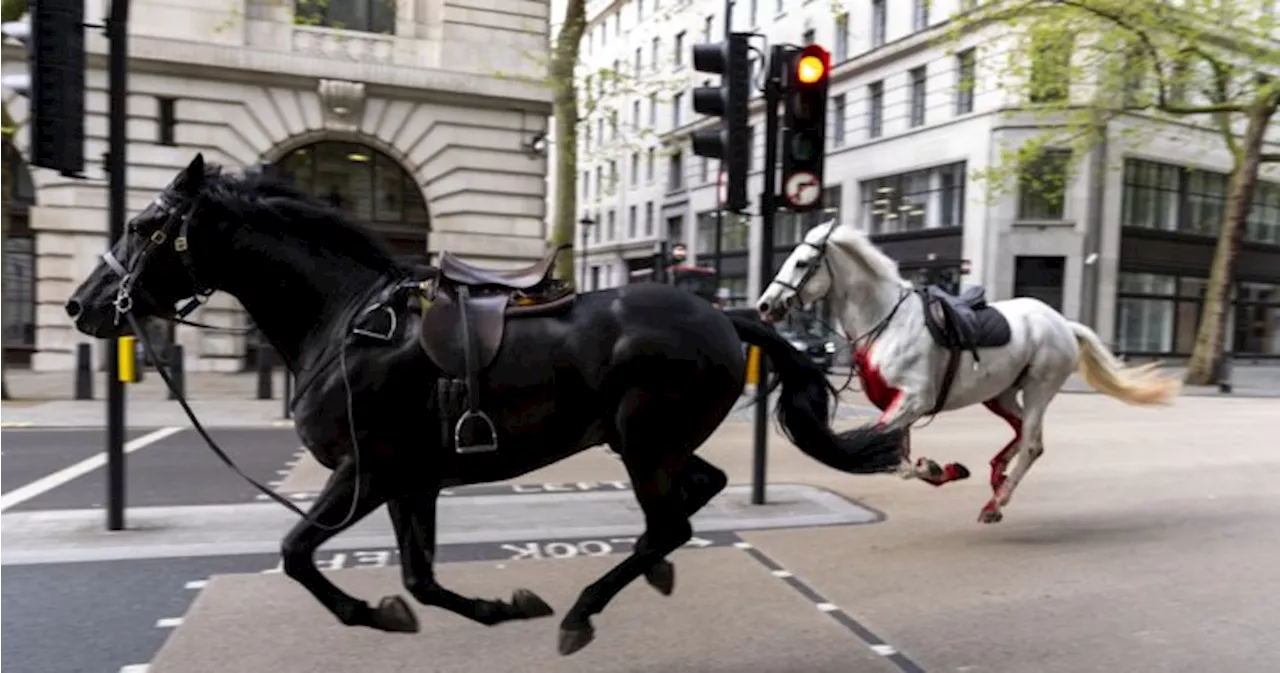 Four injured after military horses break loose, stampede in London, U.K.