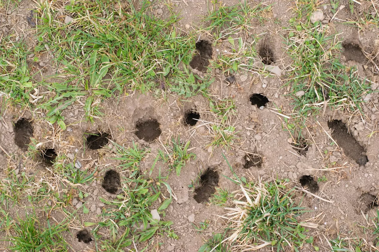 Löcher im Rasen: Wer dahinter steckt, wird dich überraschen