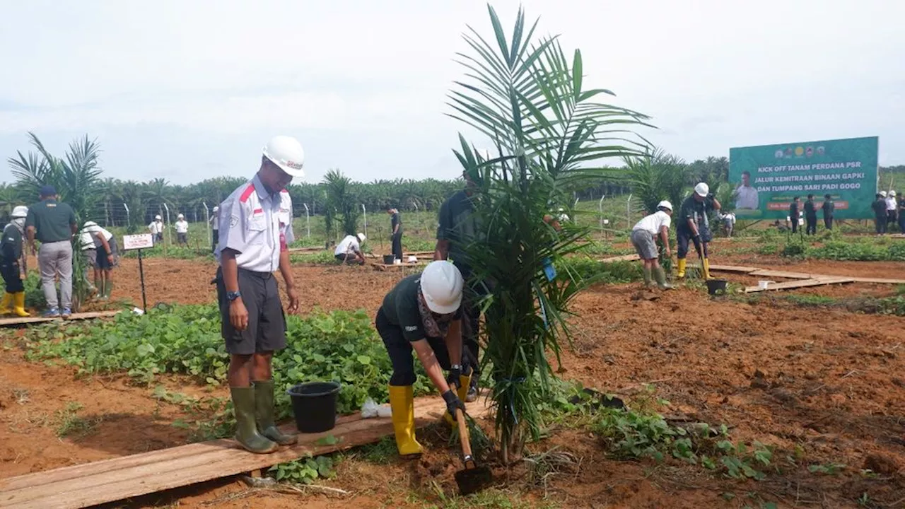 Kalsel Integrasikan Peremajaan Sawit dengan Penanaman Padi Gogo