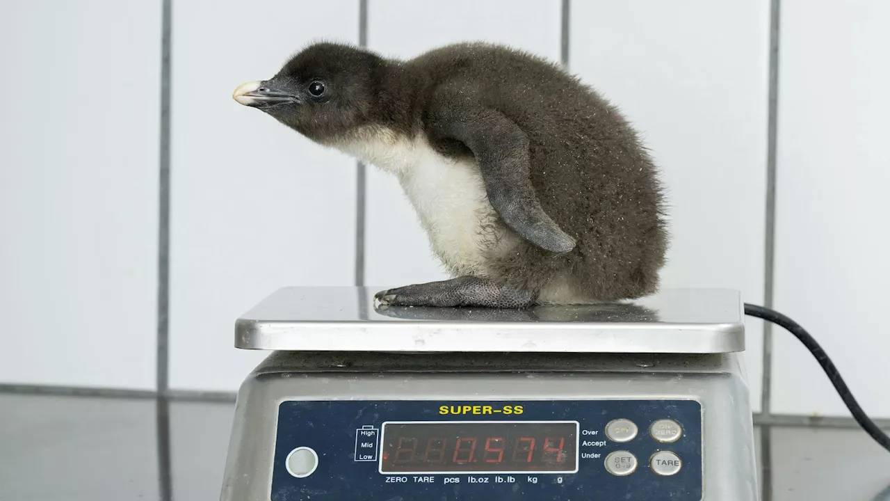 Küken schlüpfen pünktlich zum Jahrestag in Schönbrunn