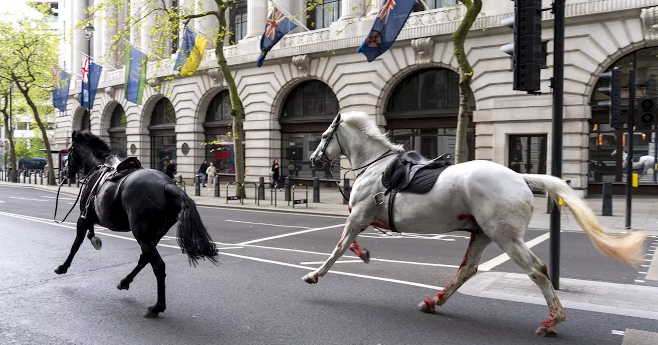 Runaway Military Horses Bolt Through Central London, 1 Appears To Be Covered In Blood