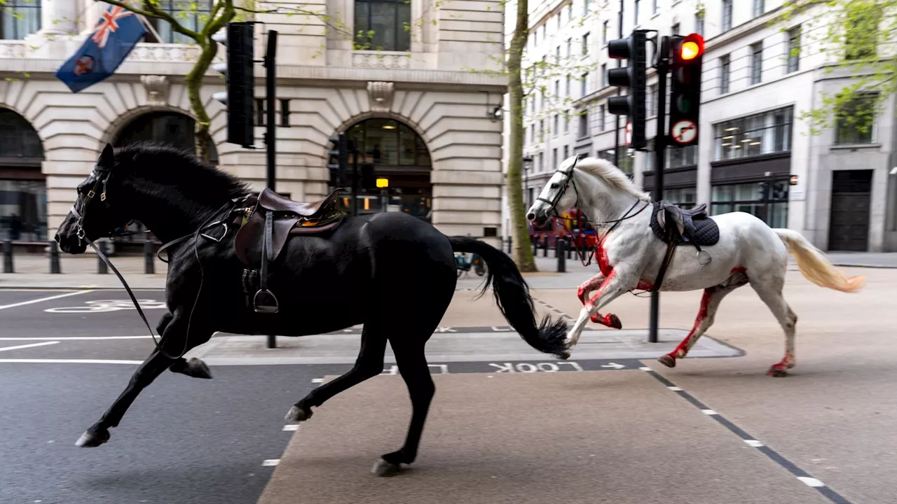 Four injured as 'spooked' army horses bolt through London in rush hour