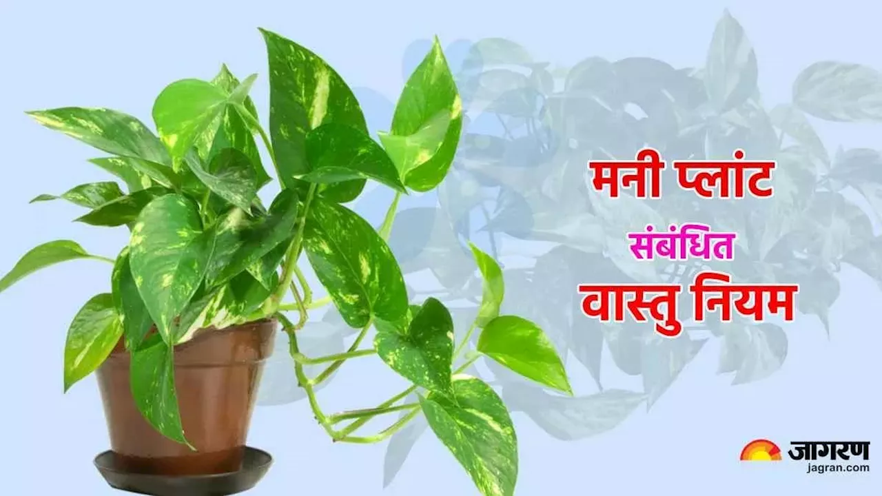 Vastu Tips for Money Plant: ऐसे करें अपने मनी प्लांट की देखभाल, भरे रहेंगे आपके धन भंडार