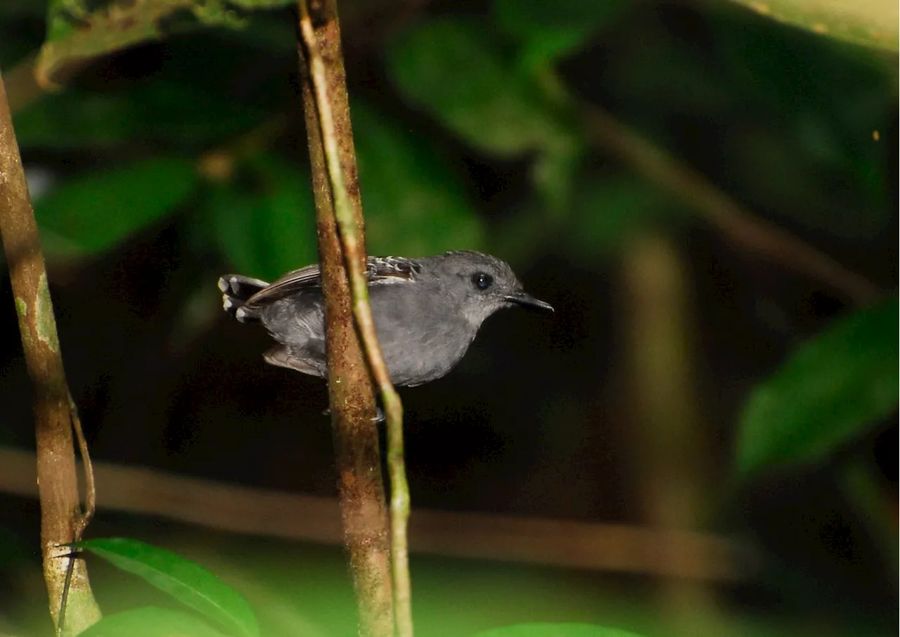 Mudanças climáticas reduziram diversidade genética de pássaros na Amazônia nos últimos 400 mil anos, aponta estudo