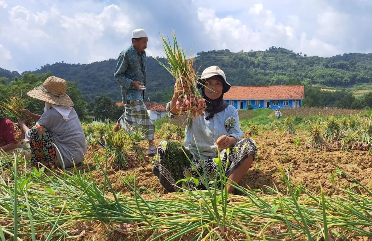 Begini Jurus Kementan Kendalikan Harga Bawang Merah