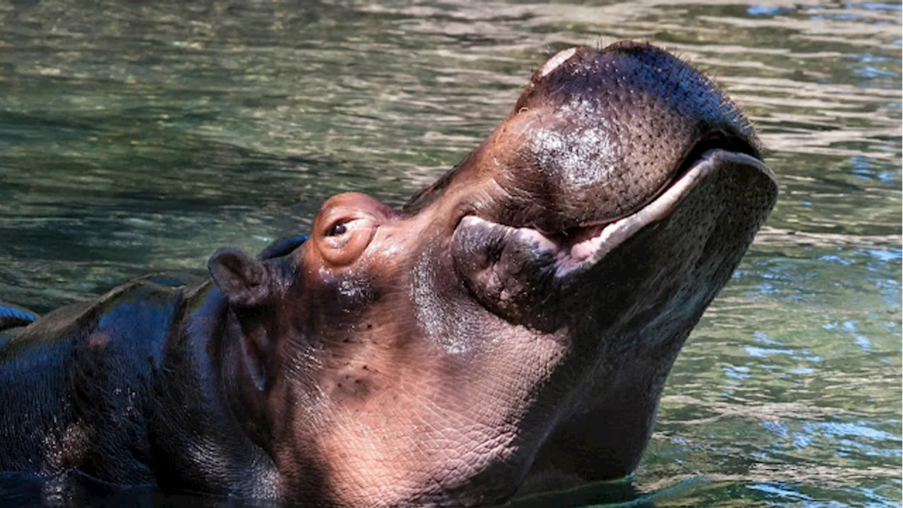 Woodland Park Zoo to euthanize Water Lily, beloved 45-year-old hippo with cancer