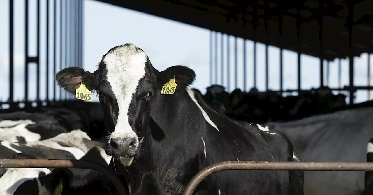 Remnants of the bird flu virus have been found in pasteurized milk, the FDA says