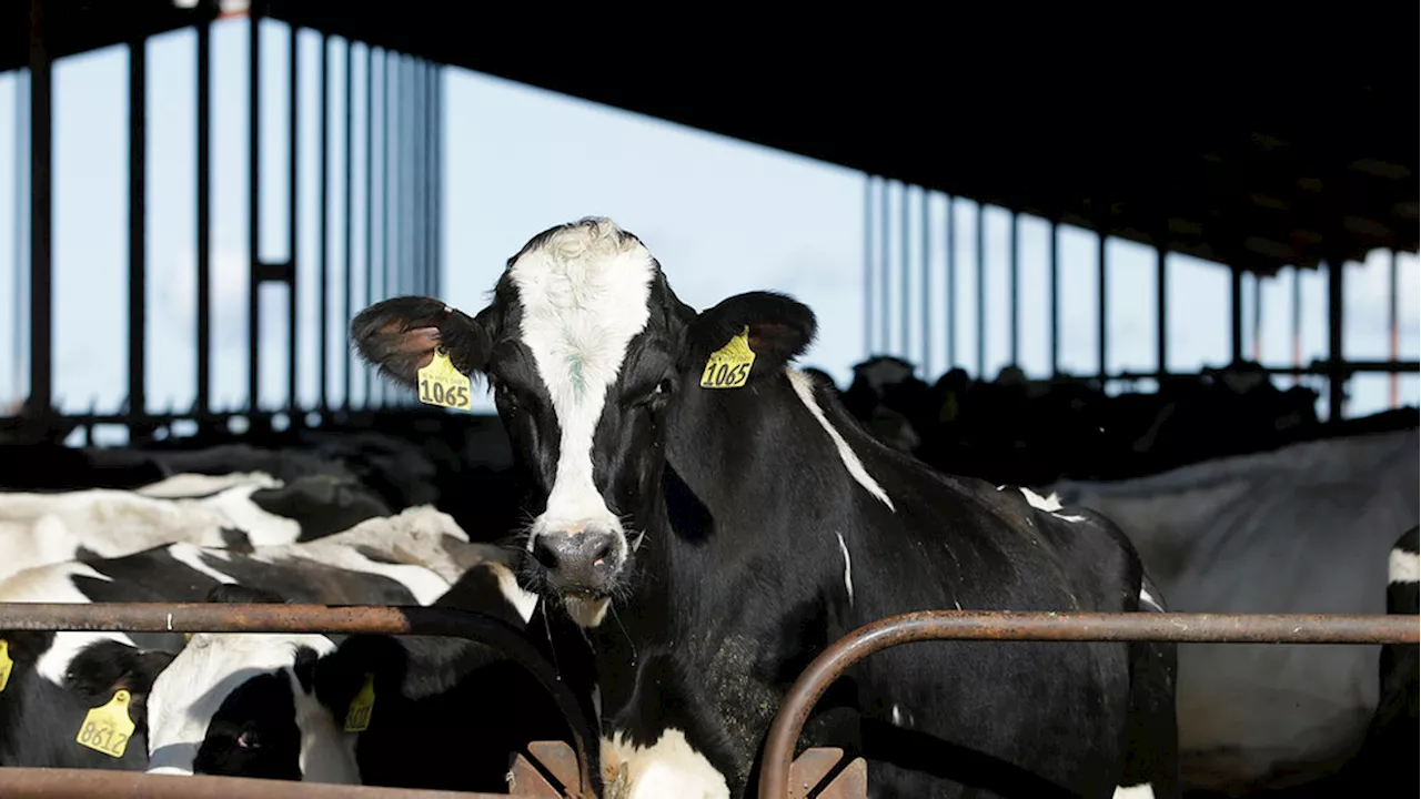 Remnants of bird flu virus found in pasteurized milk but pose zero risk, FDA says