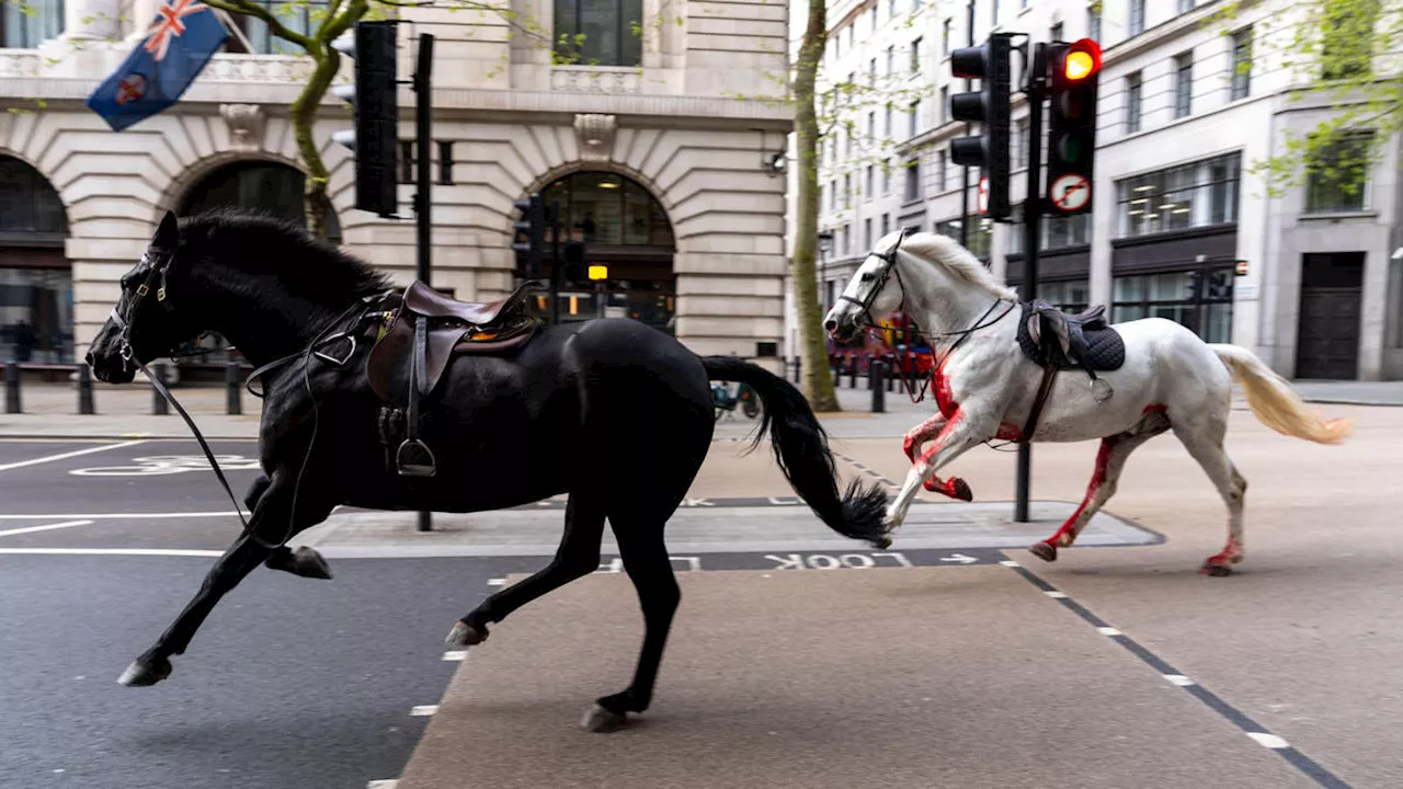 Spooked Household Cavalry horses bolt through traffic in central London injuring five people in three...