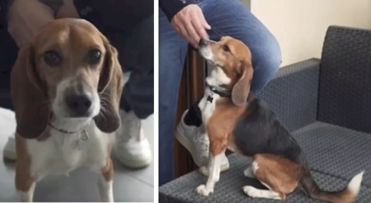 Jordan, il beagle salvato dalla sperimentazione farmaceutica è stato adottato: «Non aveva mai visto la luce, a