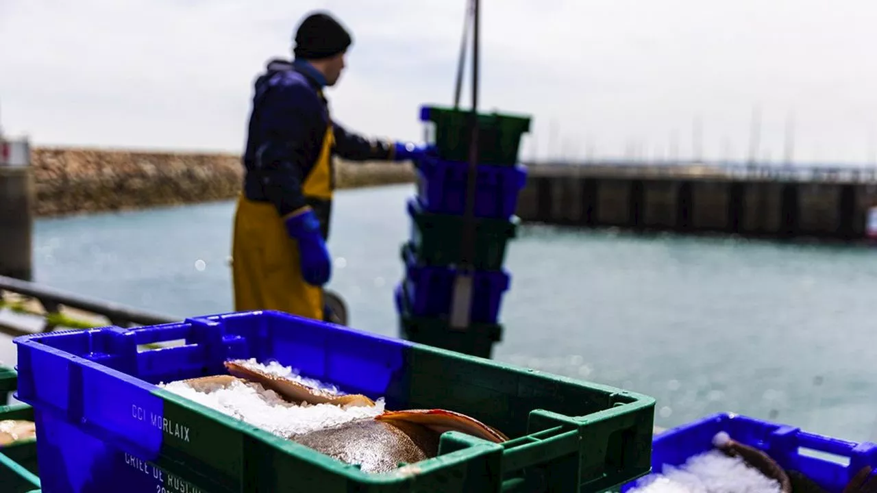 Produits de la mer : Mericq s'allie avec Maison Blanc et s'ouvre le marché parisien