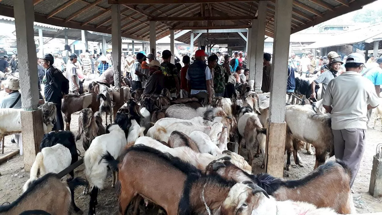 4 Penyebab Kambing atau Sapi Tak Layak dan Tidak Sah Jadi Hewan Kurban