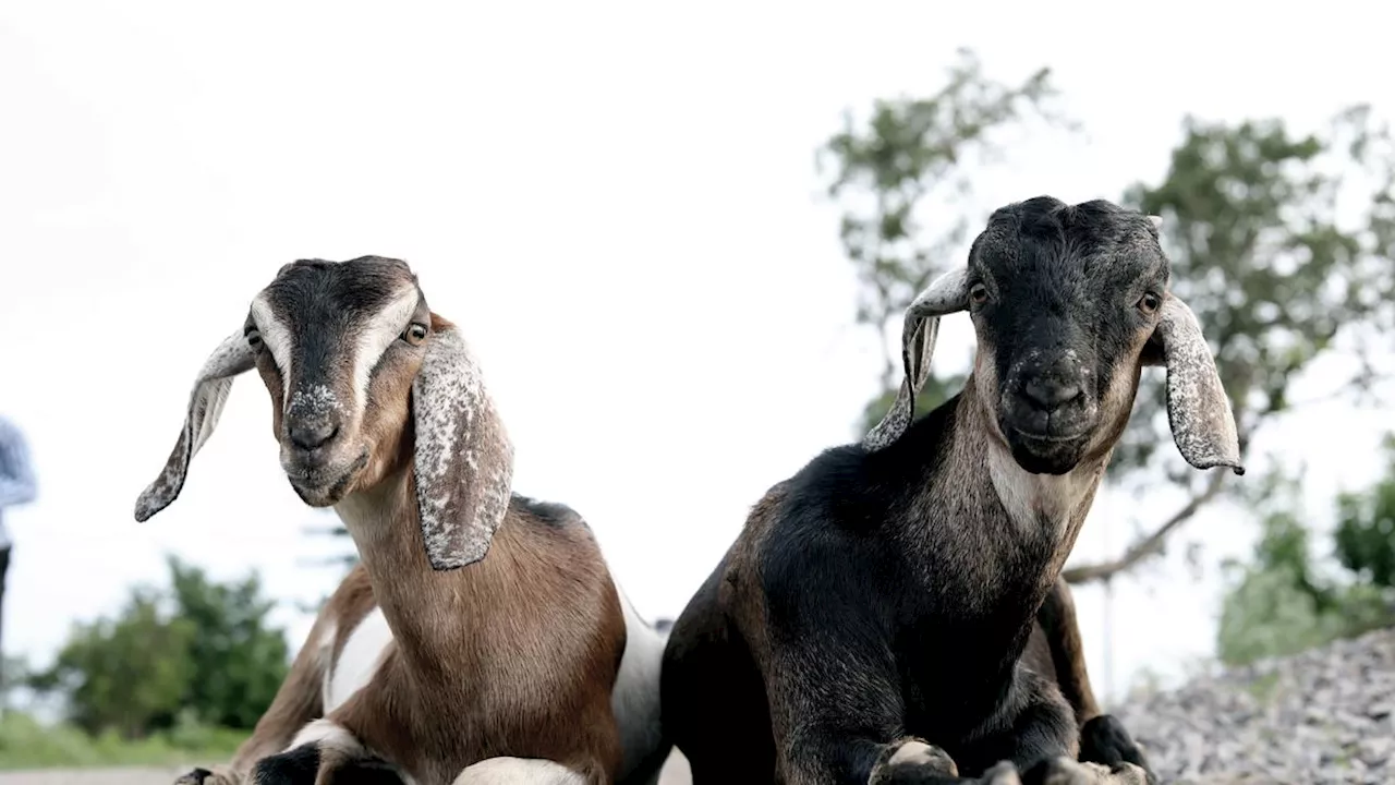 Bolehkah Gabungkan Qurban dengan Aqiqah, Bagaimana Hukumnya dalam Islam?