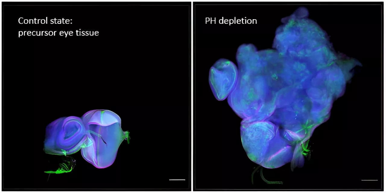 Discovering cancers of epigenetic origin without DNA mutation